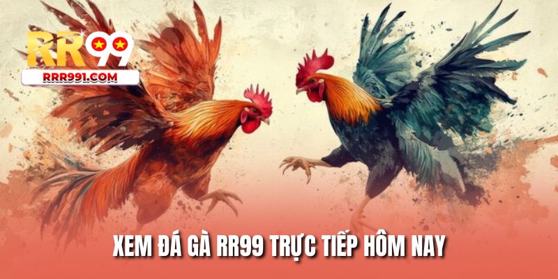 Xem đá gà RR99 trực tiếp hôm nay